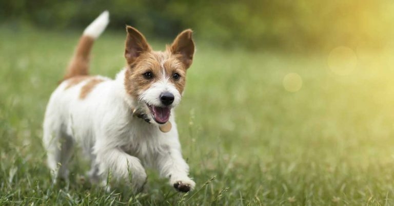 Complexities of canine infectious respiratory disease