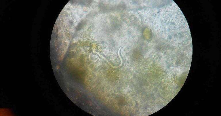 Cat and dog deworming: is a monthly protocol crucial?