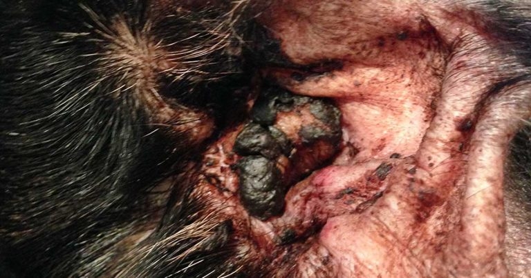 Otitis externa – successful management and diagnostics