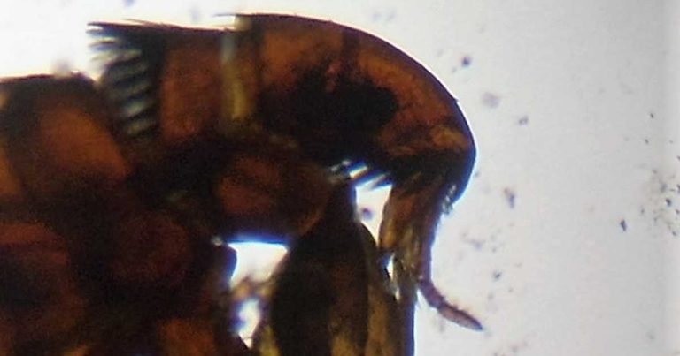 Important factors for achieving and maintaining effective flea control