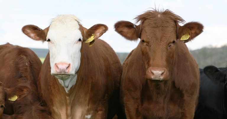 Call made to former OVs