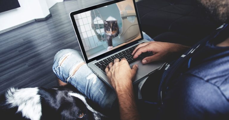 RSPCA to start ‘virtual’ pet rehoming this week