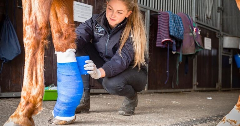 Hartpury launches equine VN degree