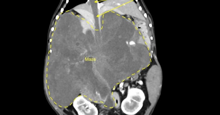 Dog with ‘hopeless’ prognosis successfully treated