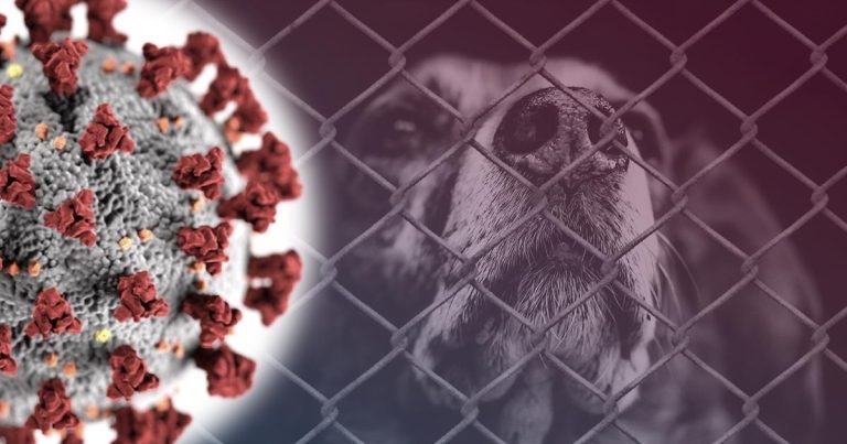 Rescue charities warn of welfare ‘time bomb’