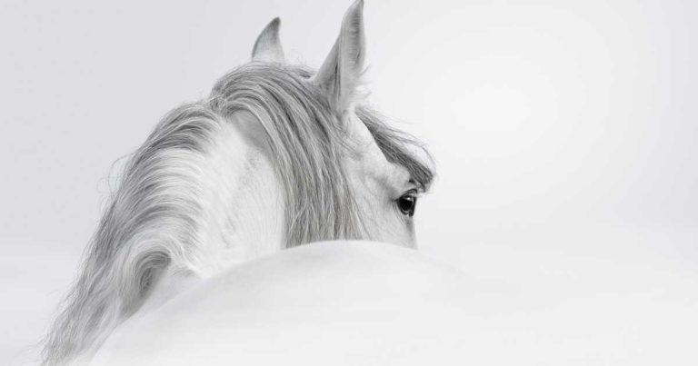 Equine gastrointestinal disorders – obtaining a successful diagnosis