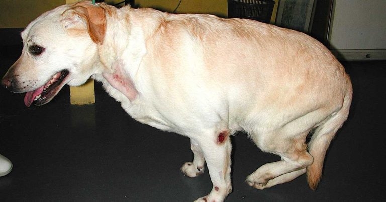 Neurological examination of spinal patients, part 1