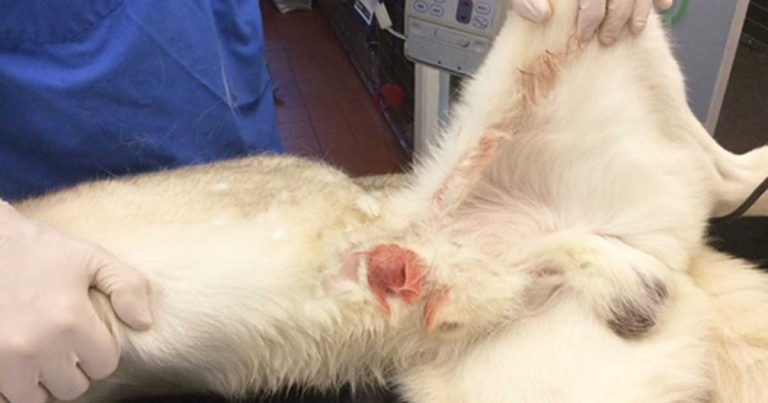 Wooden skewer in a husky