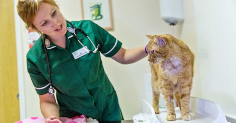 Common ageing problems in cats – management tips to give to owners