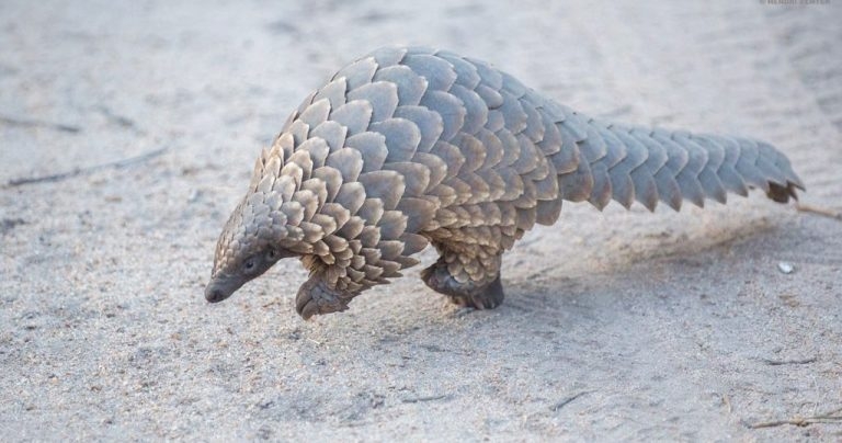 COVID-19 did not emerge from pangolins – study