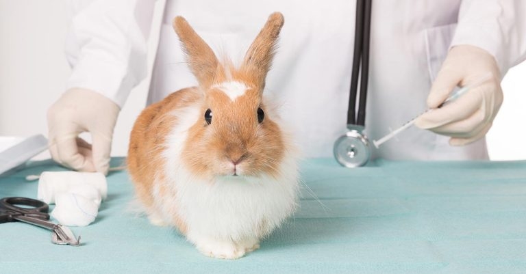 Addressing preventive care for rabbits – an important update