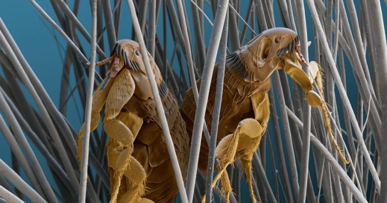 Ticking the boxes – pest control protocols