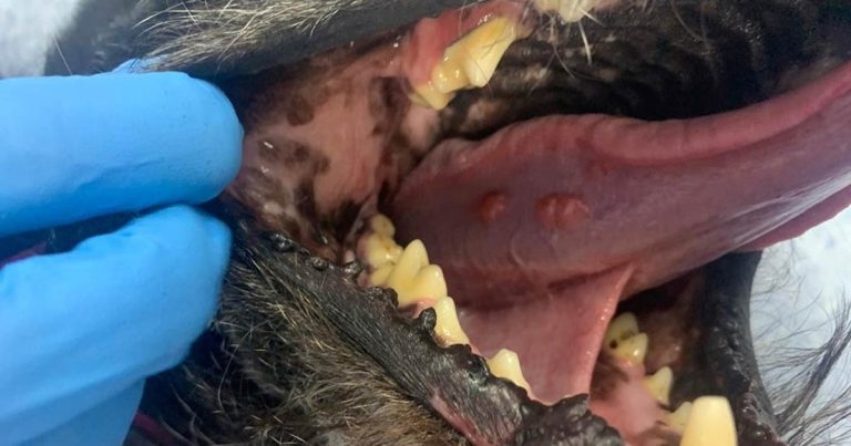 Multiple tongue lesions in a dog: expect the unexpected