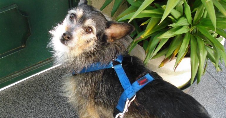 Spotting the signs of canine epilepsy and management advice for owners