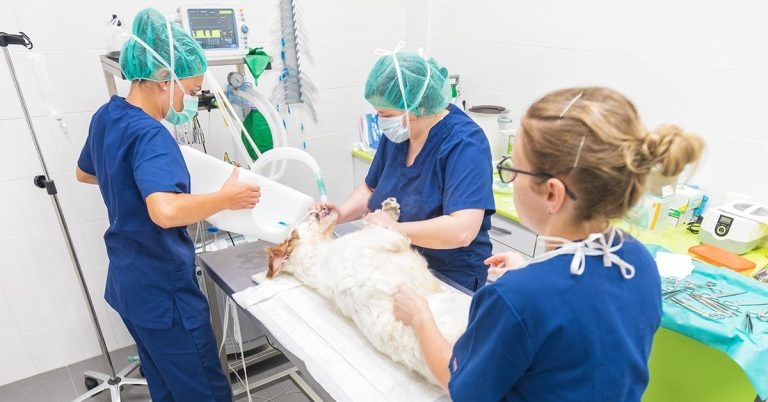 Change contact rules to stop closures – BVA