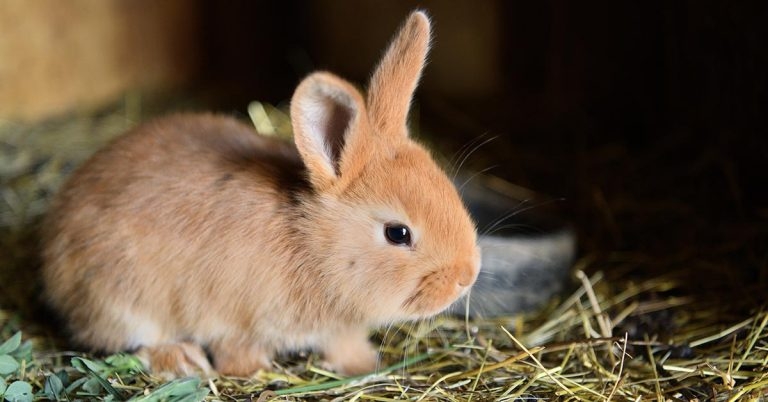 Selected updates in rabbit nutrition