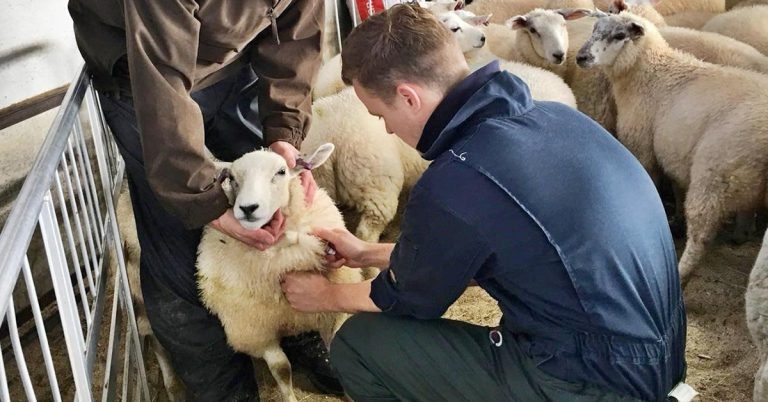 Research reveals surprising fluke control findings