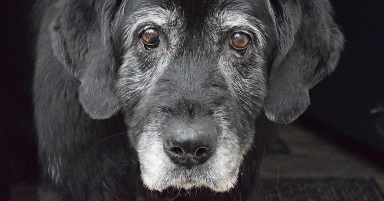 Golden oldies sought for PetSavers study