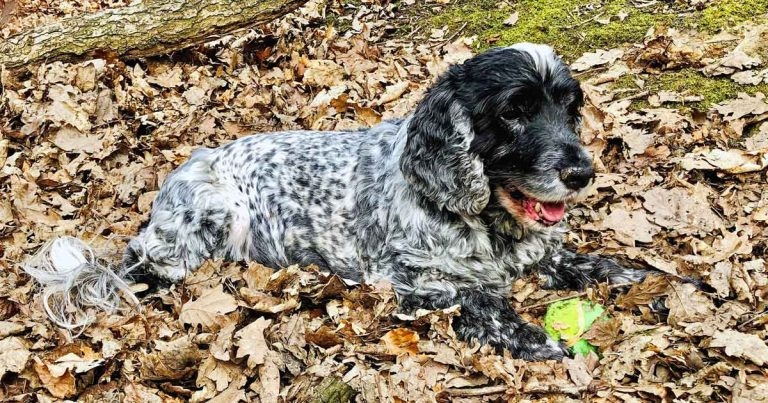 Paragon pulls through for Poppy