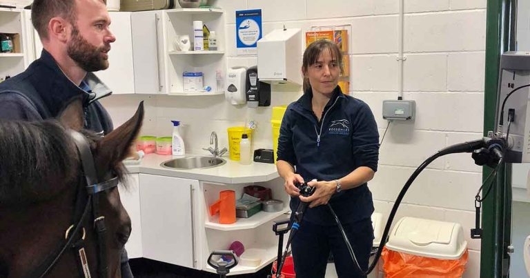 Equine gastric ulcer syndrome – causes, diagnosis and treatment