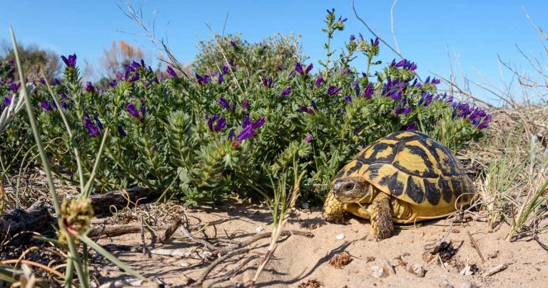 Critical care of tortoise found in pond