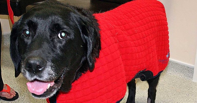 Treating and managing older dogs