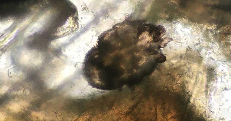 First opinion dermatology