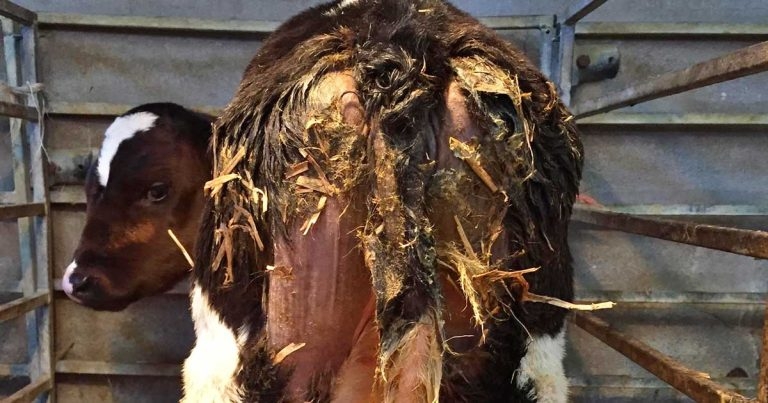 Calf scour: vigilance and preventive strategies in the preweaning period