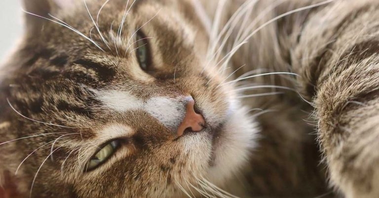 Feline hyperthyroidism: successful diagnosis and ongoing management