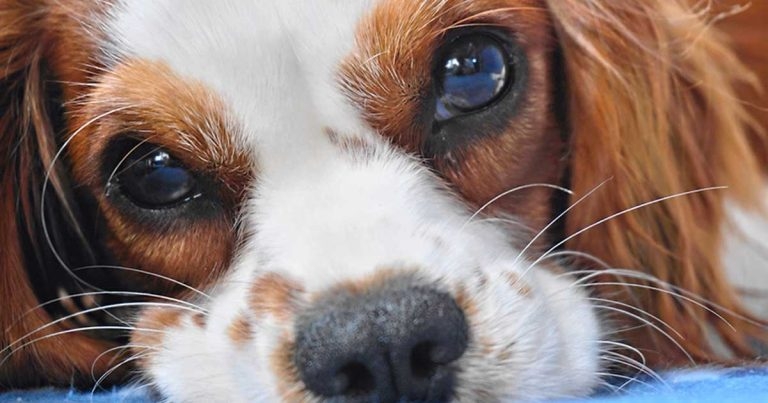 Lung ultrasonography for presence of cardiogenic pulmonary oedema