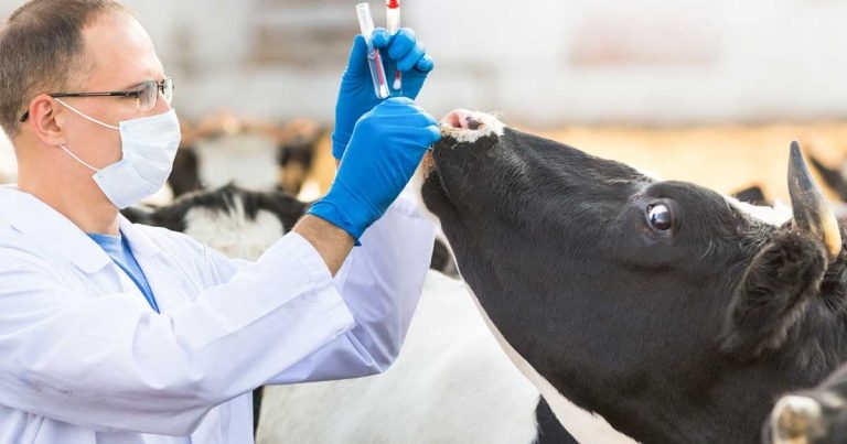 Cattle vaccination: health and financial implications