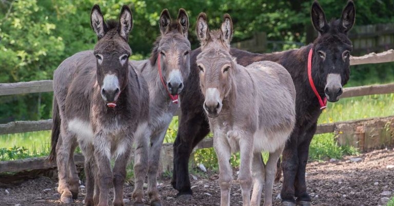 Warning as equine parasitic disease found in UK donkeys