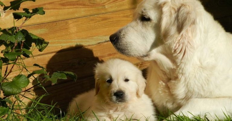 Free webinar on preparing for pregnancy