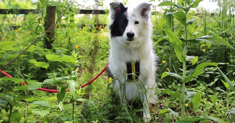 Dogs Trust campaigns on garden plant dangers