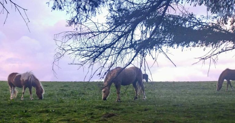Owner help sought for laminitis study