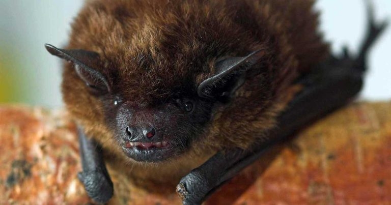 BSAVA issues reminder on safe bat handling