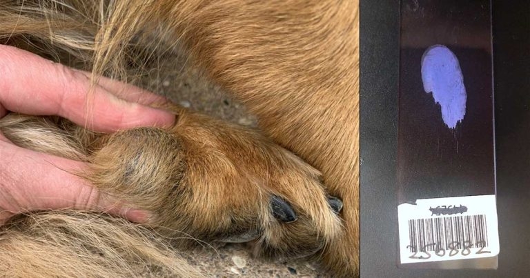 Case of cutaneous lesion in a German shepherd dog