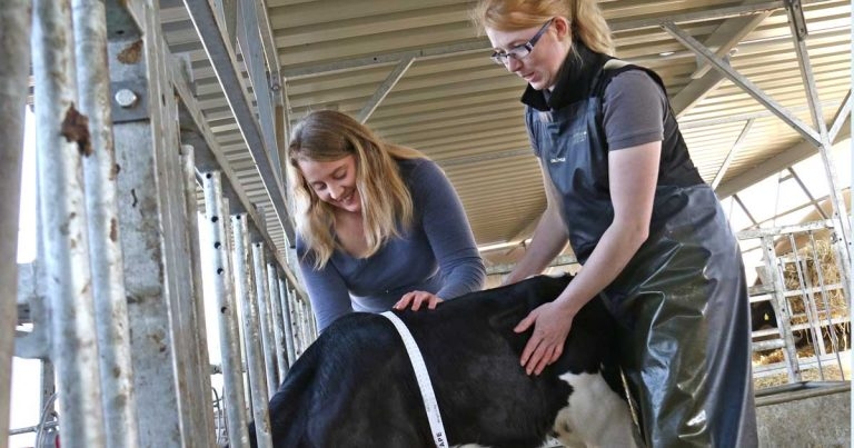 New approach to calf rearing advice: effect on antibiotic use