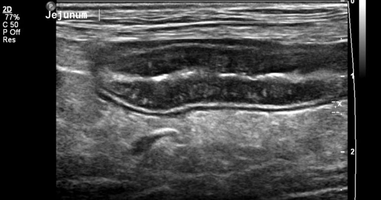 Gastrointestinal disorders in companion animal patients