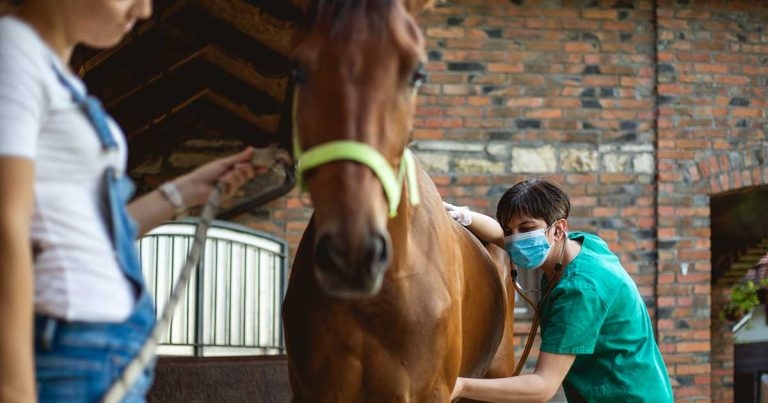 My COVID Diaries: let the small animal vets out