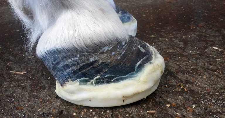 Equine laminitis: causes, clinical signs, treatment and prevention