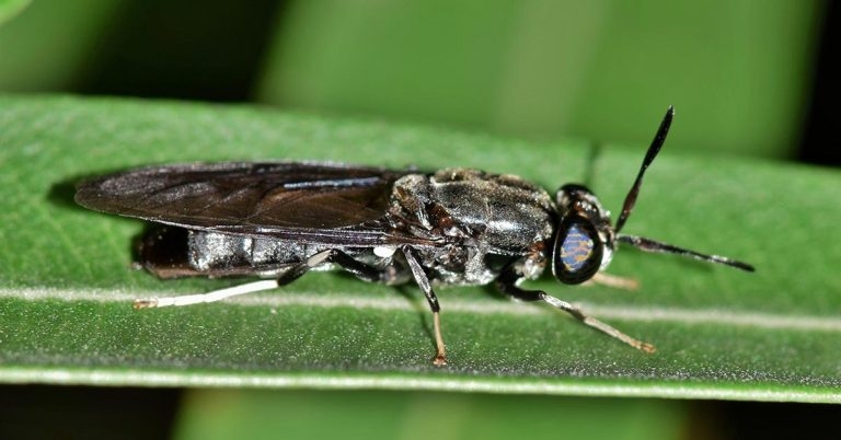 Roslin Technologies backs insect feed firm