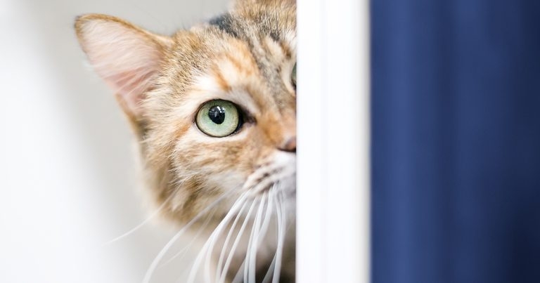 Arrhythmias in cats with forms of hypertrophic cardiomyopathies