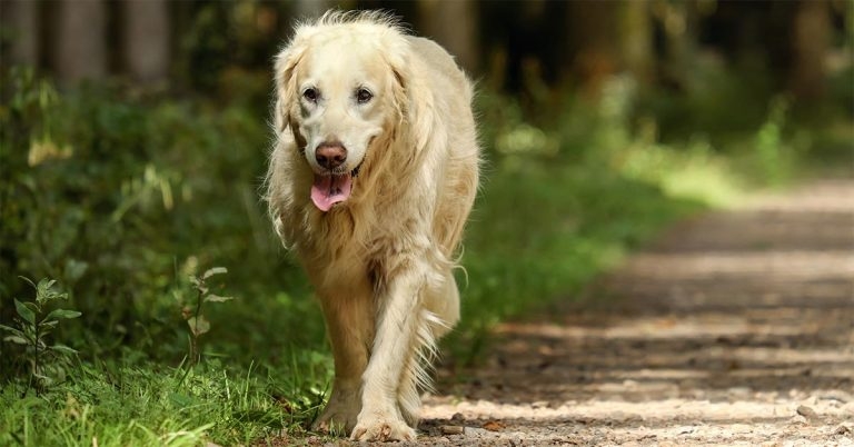 Behaviourist pushes for more help with old dogs project