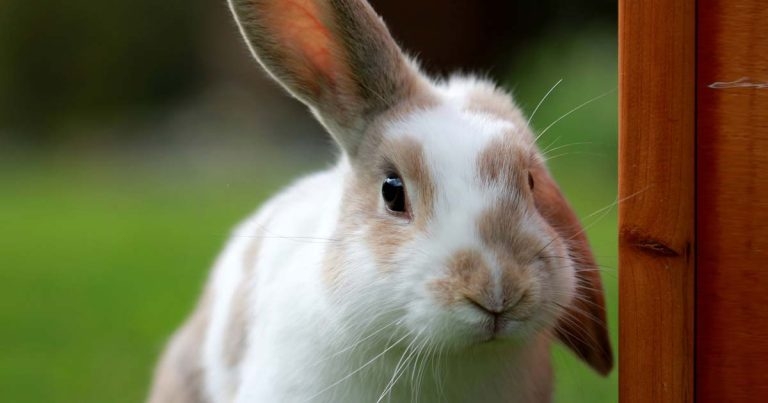 Supreme sponsors dentistry talk