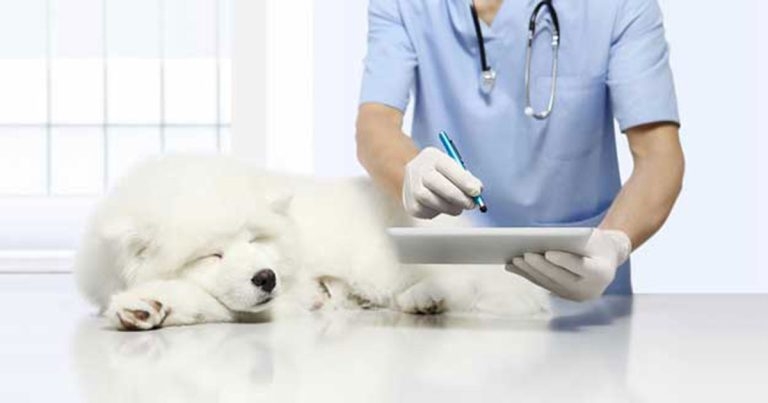 Consolidation and COVID-19: role of lockdown in animal health digitalisation