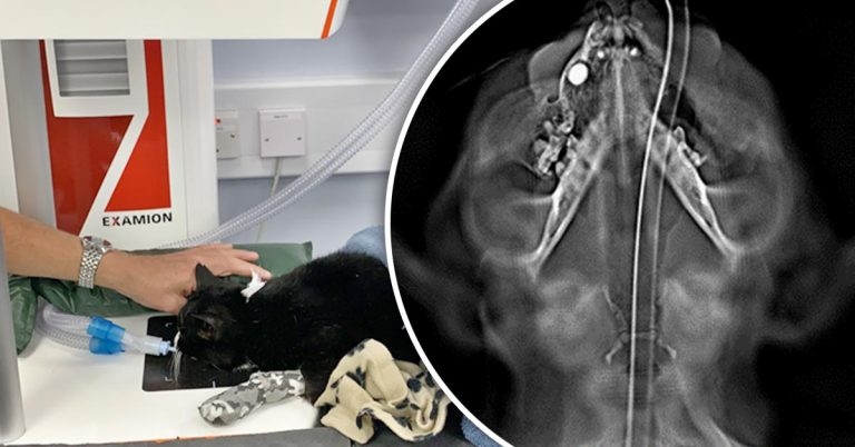 Breakthrough 3D x-ray tech shows promise for practices