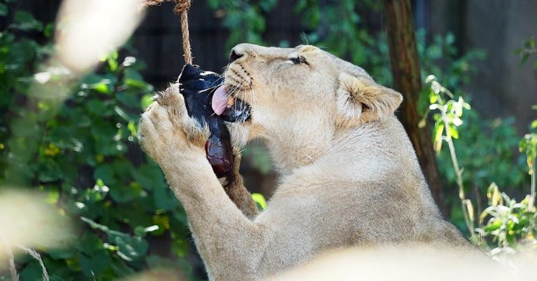 London lions cool down with iced meat treats