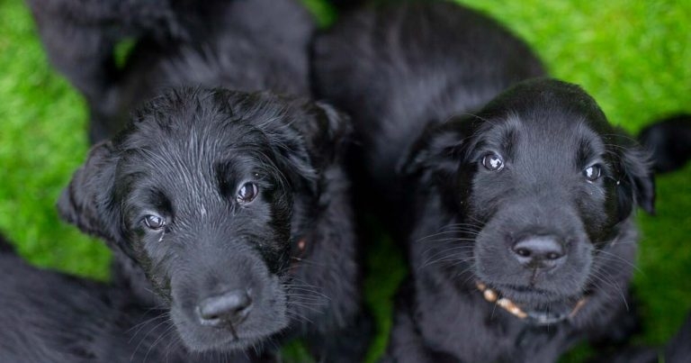 The KC highlights impulse buying during pandemic