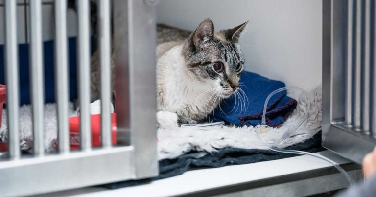 Eat, sleep, work, repeat – welcome to emergency and critical and care life